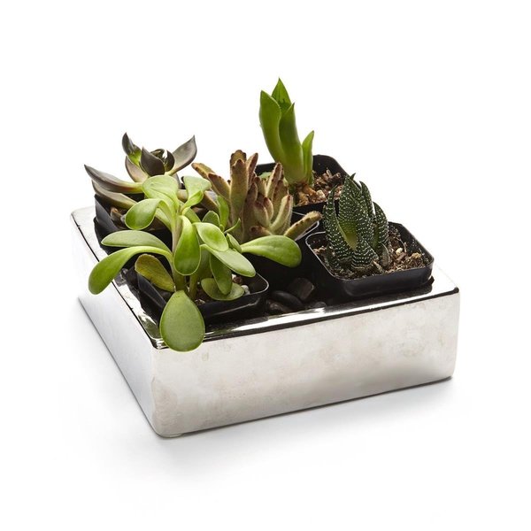 Claustro 2 in. Live Succulent Gift Set - Five Plants CL2626619